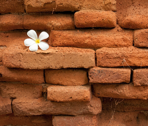 Frangipani Flower On Old brick wall