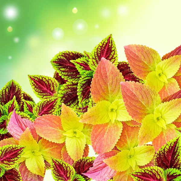 Прекрасні різнокольорові листя ( розмальована кропива - Колумб  ) — стокове фото