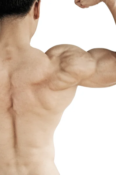 Uomo muscoloso del busto che mostra bicipiti. Vista posteriore — Foto Stock
