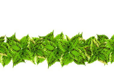 yeşil yapraklar arkaplan