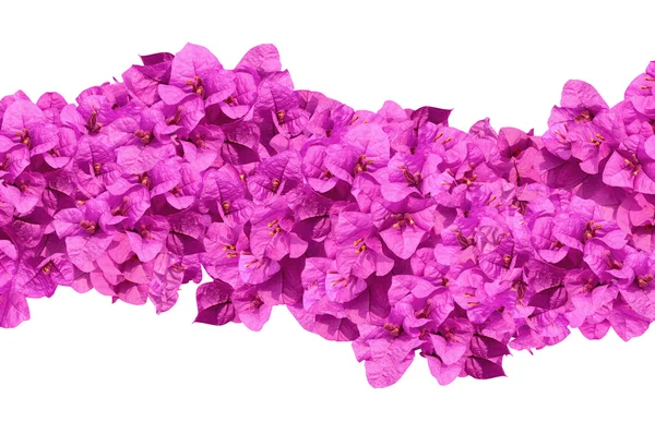 Fioritura viola fiore di bougainvilleas — Foto Stock