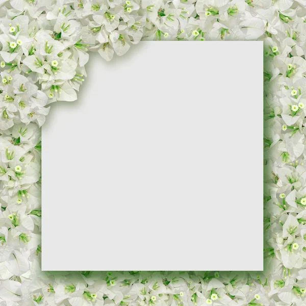 Bloem witte bloei van bougainvilles — Stockfoto