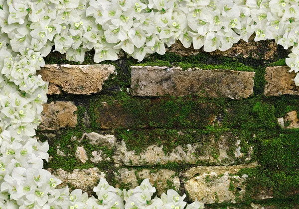 Білі квіти бугенвіля на старій цегляній стіні — стокове фото