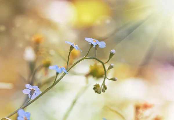 Background with forget-me-not — Stock Photo, Image