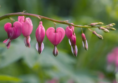 Dicentra çiçekleri