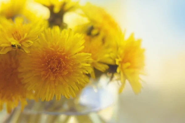 Bouquet yellow dandelion — Stock Photo, Image