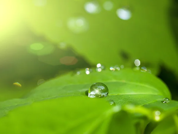 Gota sobre una hoja verde — Foto de Stock