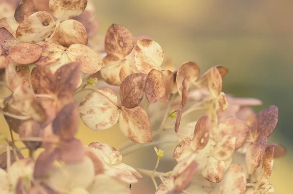 Hortensias de jardin de fleurs séchées — Photo