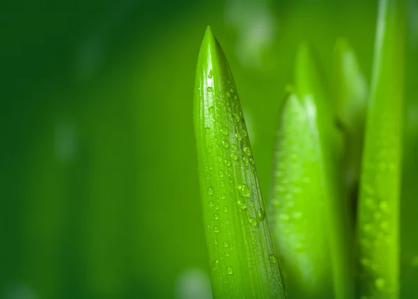 Ecología fondo verde — Foto de Stock