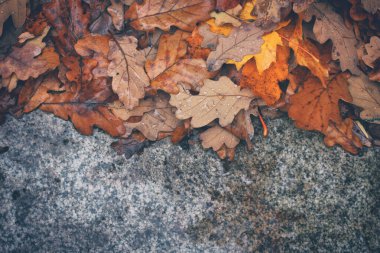 yağmurlu sonbahar yaprakları granit levha, sonbahar arkaplanı, üst manzara