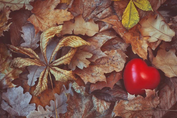 Heap Van Diverse Droge Herfstbladeren Rood Hart Liefde Romantische Achtergrond — Stockfoto