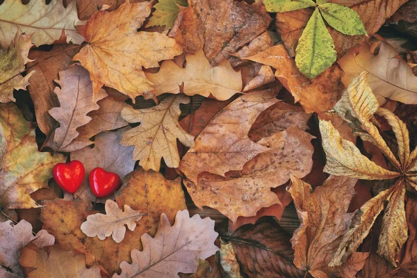 Bündel Von Verschiedenen Trockenen Herbstblättern Zwei Rote Herzen Liebe Romantischen — Stockfoto