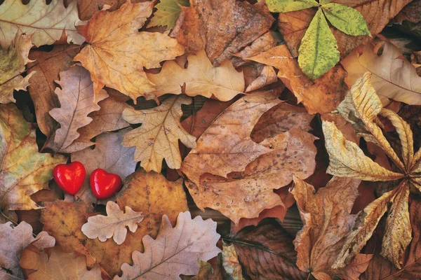 様々な乾燥した秋の葉の束 2つの赤い心 ロマンチックな背景を愛し トップビュー ロイヤリティフリーのストック写真