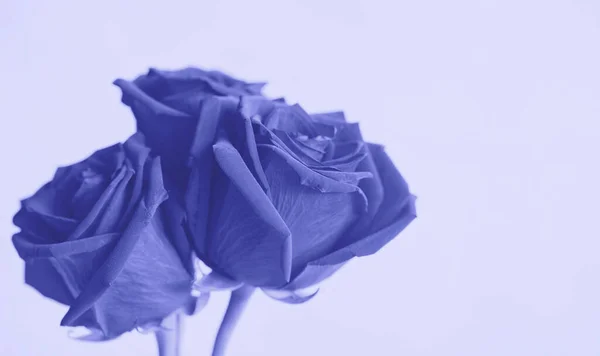 紫色の紫色のバラの美しい花束 選択的な焦点 クローズアップ 今年の流行の色でトーン2022非常にPeri — ストック写真