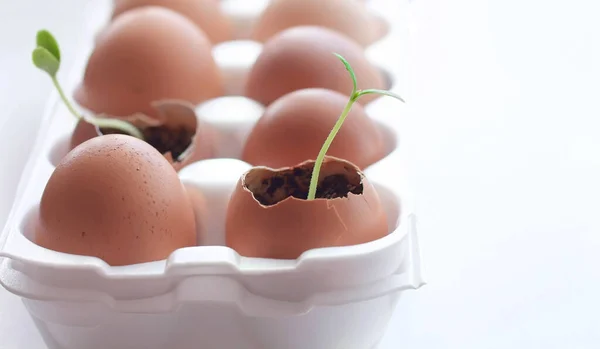 Zaailing Groeit Eierschaal Lente Tijd Zelfgemaakte Pasen Concept Selectieve Focus Stockfoto