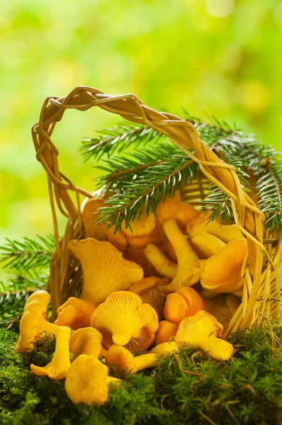 Chanterelle mushrooms in a basket — Stock Image Chanterelle mushrooms in a basket Stock Picture