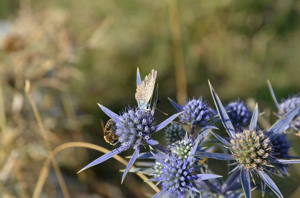 Abeja y mariposa en un cardo azul —  Fotos de Stock