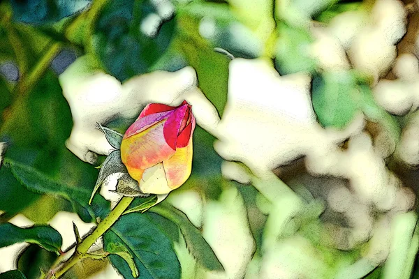 Colorful rosebud — Stock Photo, Image