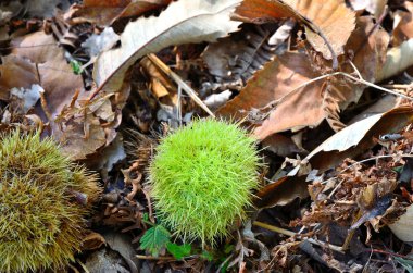 Yeşil kestane düşmüş