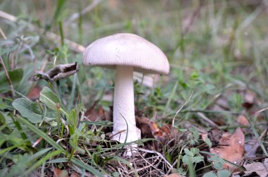 Amanita mairei