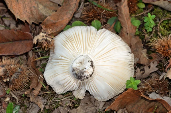 Russula sp. — Photo