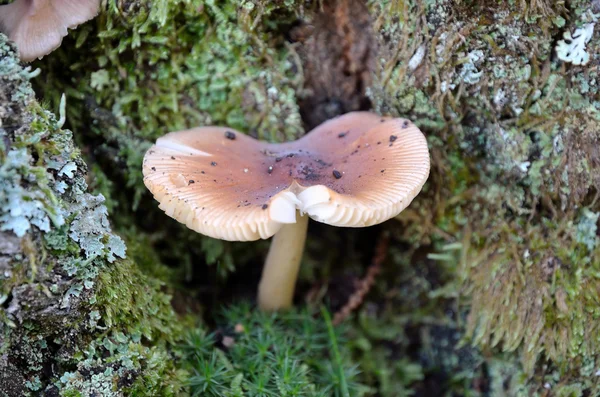 Pluteus cervinus