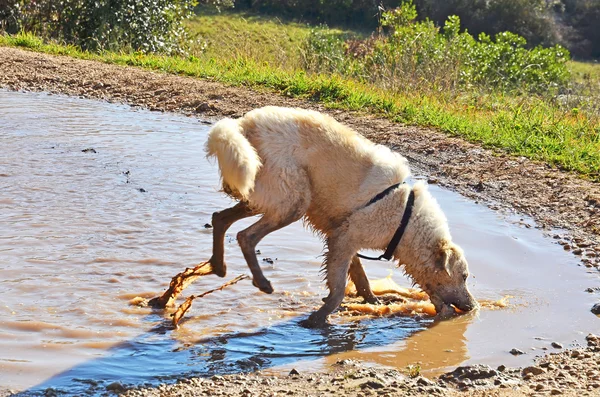 Bastardo cane giocare in una pozzanghera — Foto Stock