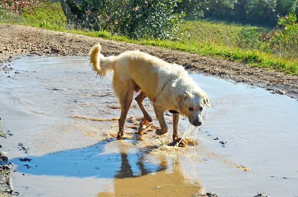 Cão bastardo brincando em uma poça — Fotografia de Stock