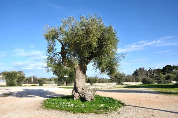 Centuries-old Olive tree — Stock Photo, Image