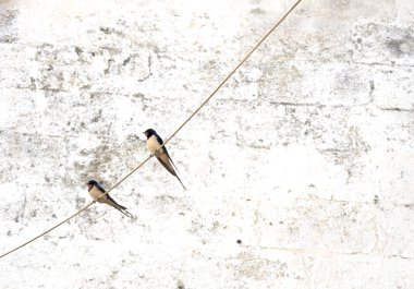 Swallows on wire clipart