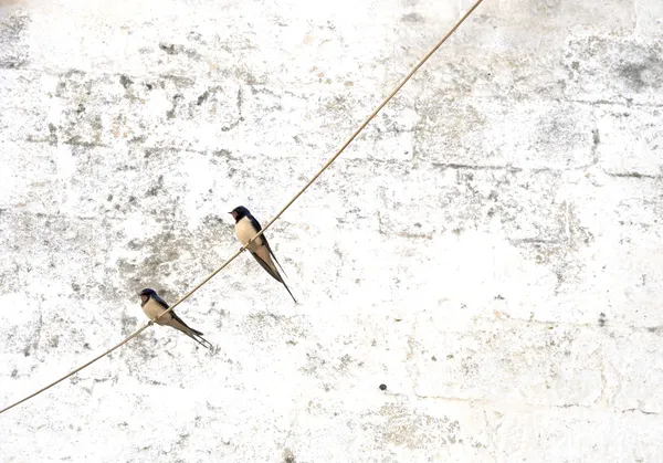 Swallows on wire — Stock Photo, Image