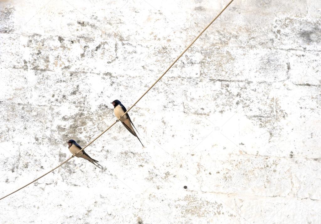 Swallows on wire