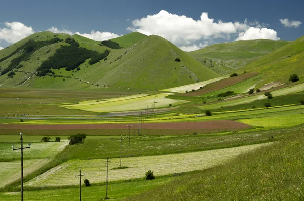 Kvetoucí v castelluccio di norcia — Stock fotografie