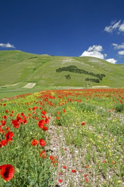 castelluccio di Norcia çiçekli