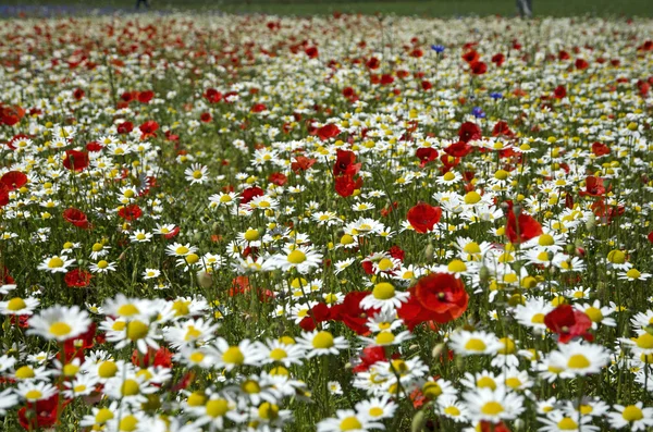 Frühjahrsblüte — Stockfoto