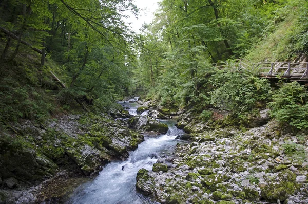 Soutěska vintgar — Stock fotografie