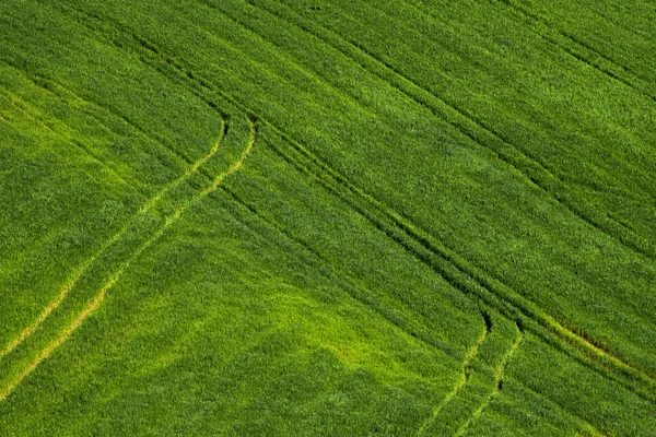 Groene tarweveld met auto tracks — Stockfoto