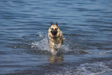 OTH plaj çalışan lupo italiano