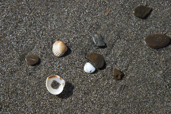 Shells and pebbles — Stock Photo, Image