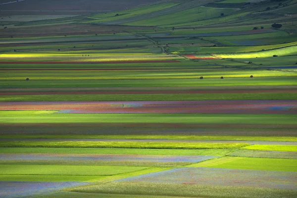 Kvetoucí v castelluccio di norcia — Stock fotografie