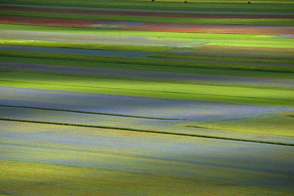 Kleurrijke bloei — Stockfoto