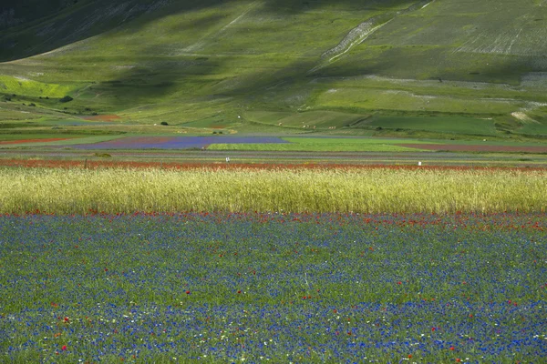 Άνθος σε castelluccio di norcia — Φωτογραφία Αρχείου