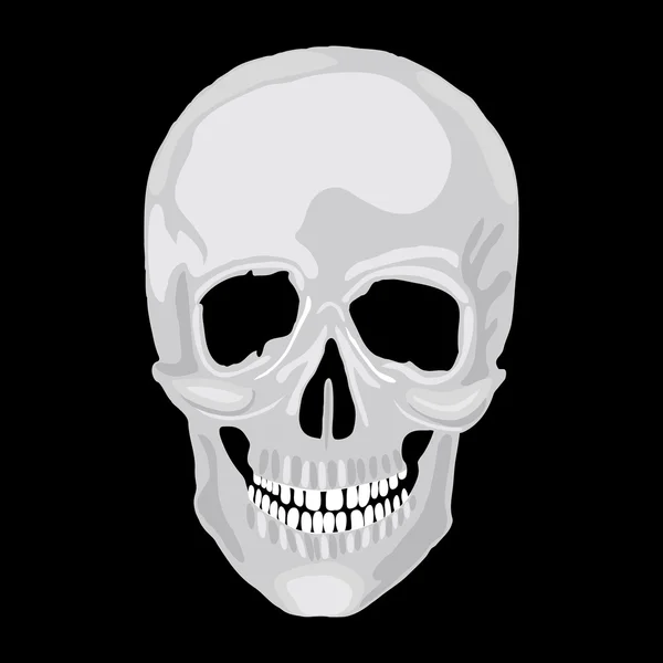 Human skull model. — Stock Vector