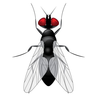Fly insect sketch symbol