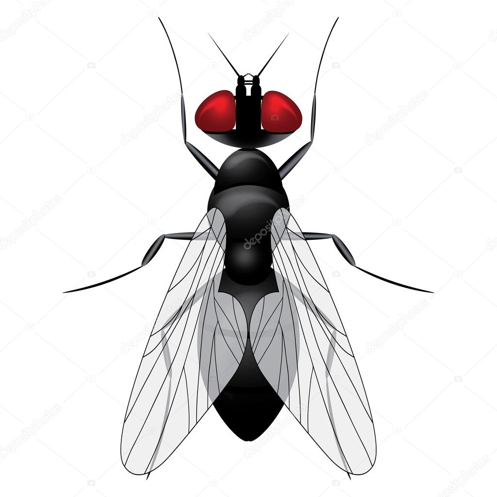 Fly insect sketch symbol