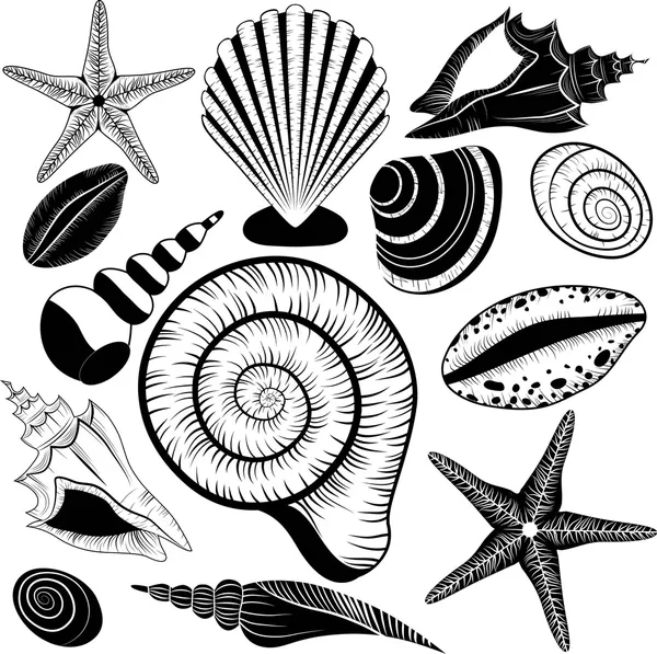 Shells collection. Vector set with seashells and starfish — Stock Vector