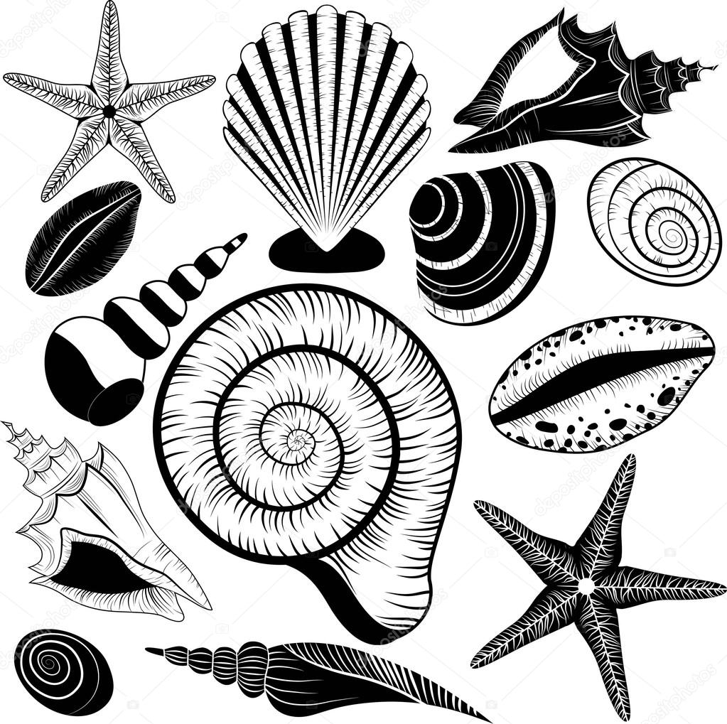 Shells collection. Vector set with seashells and starfish