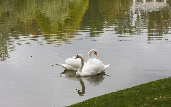 Cigno bianco al mattino in un lago — Foto Stock