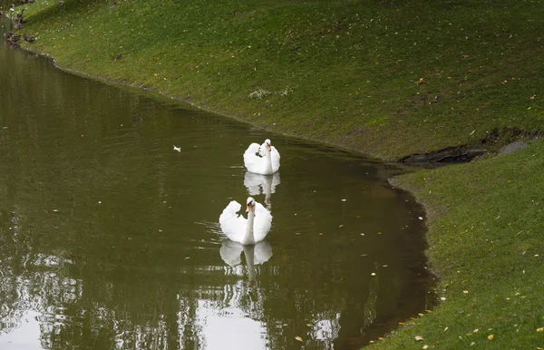 Лебеді птах на річці вранці в озеро фото. — стокове фото