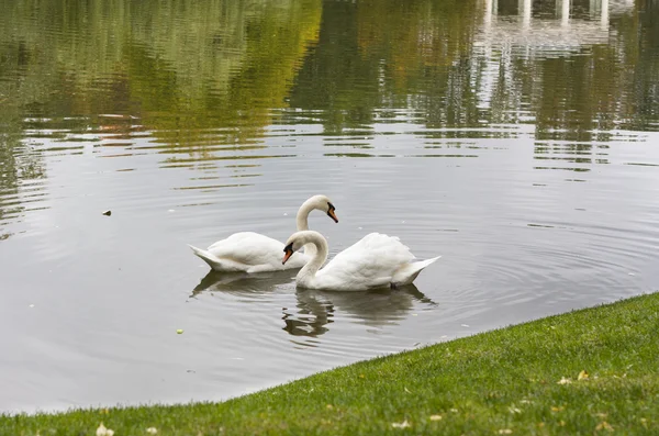 Белый лебедь утром в озере — стоковое фото